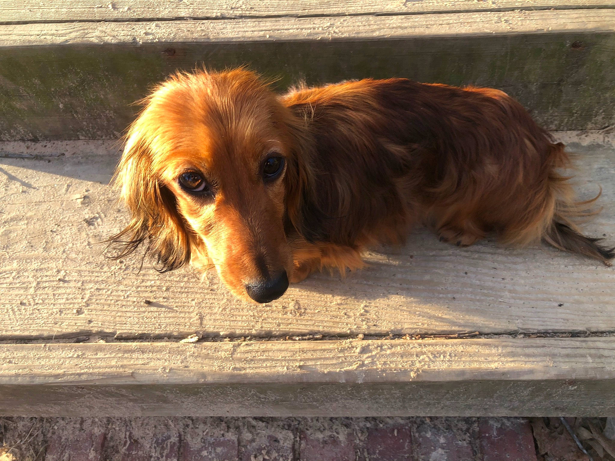 Daisy joined the competition — help win amazing prizes! canidae, carnivore, companion_dog, dog, dog_breed, fawn, flooring, fur, gun_dog, liver, retriever, snout, sporting_group, whiskers, wood