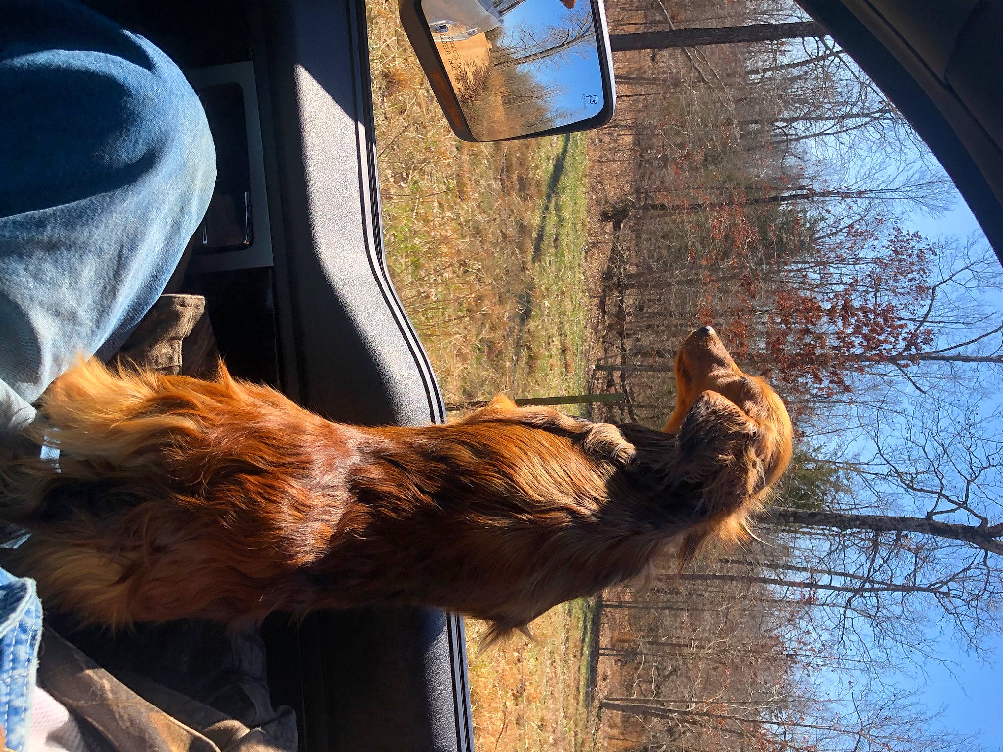 Daisy is registered to the contest to win money with this photo: fawn, human_leg, line, liver, mammal, mirror, plant, sky, snout, sunlight, tail, terrestrial_animal, tints_and_shades, tree, trunk, twig, vertebrate, window, wood, working_animal