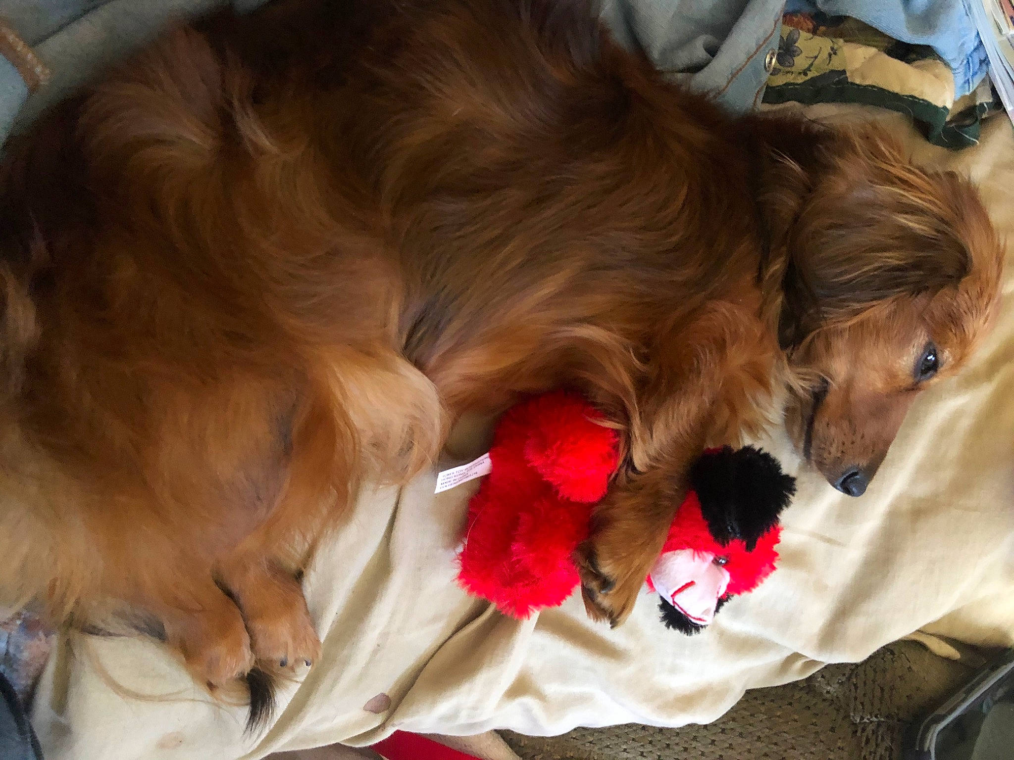 Daisy is registered to the contest to win money with this photo: canidae, carnivore, comfort, companion_dog, dog, dog_breed, dog_supply, ear, fawn, fur, liver, paw, pet_supply, retriever, snout, spaniel, sporting_group, toy_dog, whiskers, working_animal