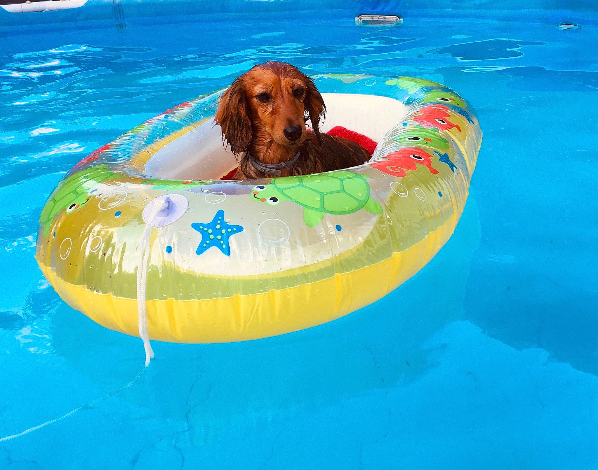 Daisy Mae joined the competition — help win amazing prizes! bathing, boats_and_boating_equipment_and_supplies, carnivore, companion_dog, dog, dog_breed, fluid, fun, inflatable, leisure, liquid, liver, outdoor_recreation, recreation, sporting_group, vehicle, water, wave, wind_wave, working_animal