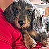 Isabelle joined the competition — help win amazing prizes! black_and_tan, blue_eye, brown_eye, canine, close_up, companion_animal, cuddling, dog, floppy_ears, heterochromia, indoor, kitchen, long_hair, paws, person, pet, portrait, puppy, red_shirt, shaggy_fur