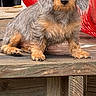Isabelle joined the competition — help win amazing prizes! alert, animal, black_nose, brown, cute, dachshund, dog, floppy_ears, gray, long_hair, outdoor, pet, photography, portrait, puppy, red_basket, rustic, sitting, wirehaired, wooden_platform