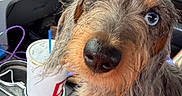 Isabelle is registered to the contest to win money with this photo: animal, blue_eyes, brown_fur, car, car_interior, center_console, close_up, cup, dashboard, dog, drink, funny, long_hair, pet, portrait, scruffy, seated, shaggy, straw, vehicle