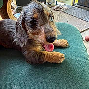 Isabelle is registered to the contest to win money with this photo: backyard, black_fur, blue_eye, brown_fur, bucket, chair, couch, cushion, dog, doormat, garden, lying_down, outdoor, patio, pet, portrait, puppy, scruffy, tongue_out, wirehaired