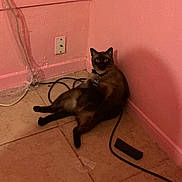 Puma joined the competition — help win amazing prizes! animal, cables, cat, collar, corner, curious, domestic, ears, eyes, floor, fur, indoor, looking_at_camera, pet, pink_wall, relaxed, siamese_cat, sitting, tiles, whiskers