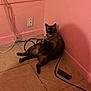 animal, cables, cat, collar, corner, curious, domestic, ears, eyes, floor, fur, indoor, looking_at_camera, pet, pink_wall, relaxed, siamese_cat, sitting, tiles, whiskers