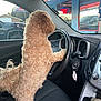 animal, building, car_interior, curly_fur, dashboard, daylight, dog, gear_shift, ignition, key, leash, open_sign, pet, reflection, seat, seatbelt, steering_wheel, teddy_bear, vehicle, window