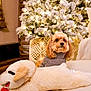Teddy joined the competition — help win amazing prizes! blanket, christmas_tree, cozy, cute, decorations, dog, festive, fur, holiday, home, indoor, lights, pet, plush_toy, relaxing, small_dog, soft_texture, sweater, warm_lighting, winter