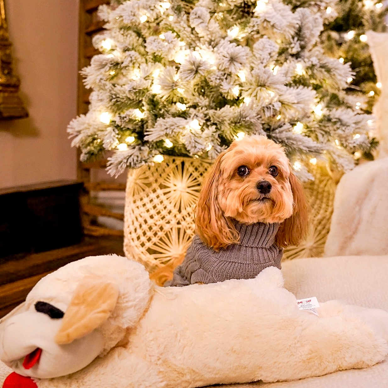 Teddy joined the competition — help win amazing prizes! blanket, christmas_tree, cozy, cute, decorations, dog, festive, fur, holiday, home, indoor, lights, pet, plush_toy, relaxing, small_dog, soft_texture, sweater, warm_lighting, winter