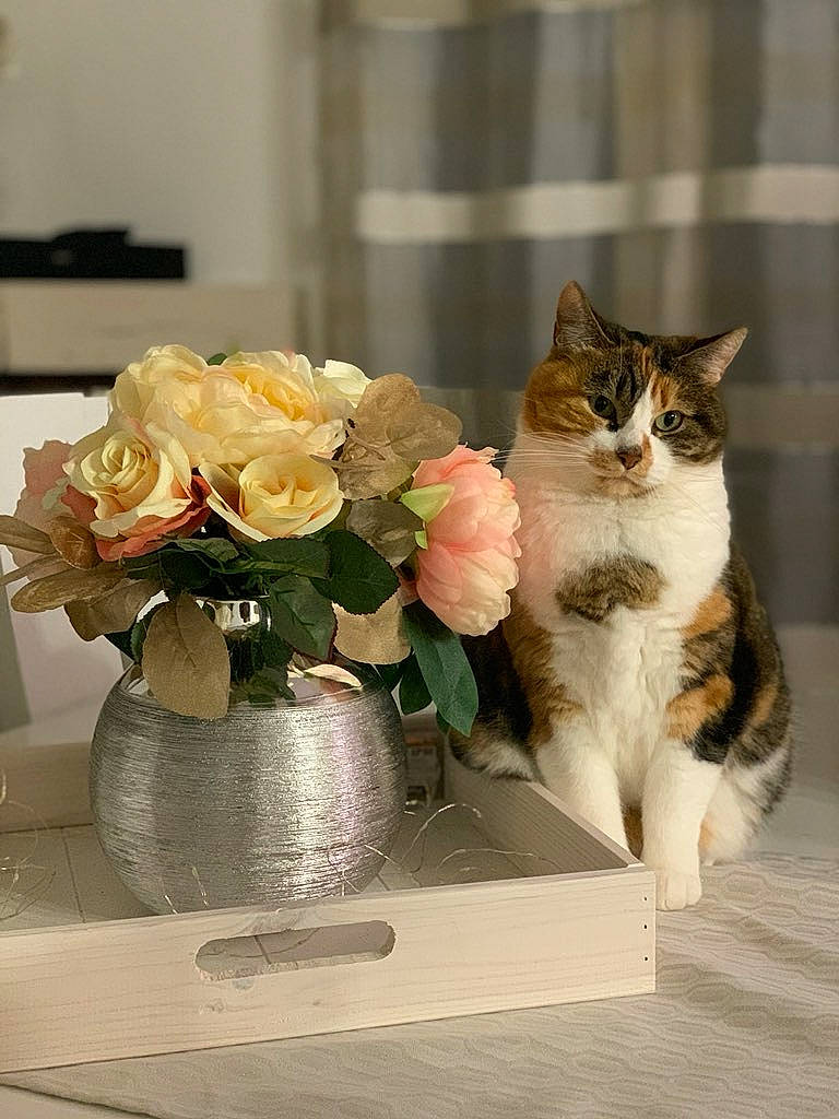 Shana participe au concours pour gagner de l'argent avec cette photo : artificial_flower, bouquet, carnivore, cat, cut_flowers, european_shorthair, felidae, flower, flowerpot, petal, plant, rose, rose_family, rose_order, small_to_medium_sized_cats, tabby_cat, vase, whiskers