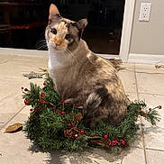 Misty joined the competition — help win amazing prizes! cat, wreath, holiday_decor, indoor, tile_floor, pine_cones, red_berries, curious, pet, animal, feline, fur_pattern, sitting, decorative, christmas, festive, cute, whiskers, tail, floor