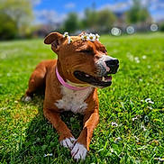 Saya participe au concours pour gagner de l'argent avec cette photo : dog, flower_crown, grass, outdoor, sunny, blue_sky, clouds, pink_collar, happy, resting, nature, greenery, closeup, canine, paw, spring, pet, smiling, animal, daylight