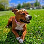 dog, flower_crown, grass, outdoor, sunny, blue_sky, clouds, pink_collar, happy, resting, nature, greenery, closeup, canine, paw, spring, pet, smiling, animal, daylight