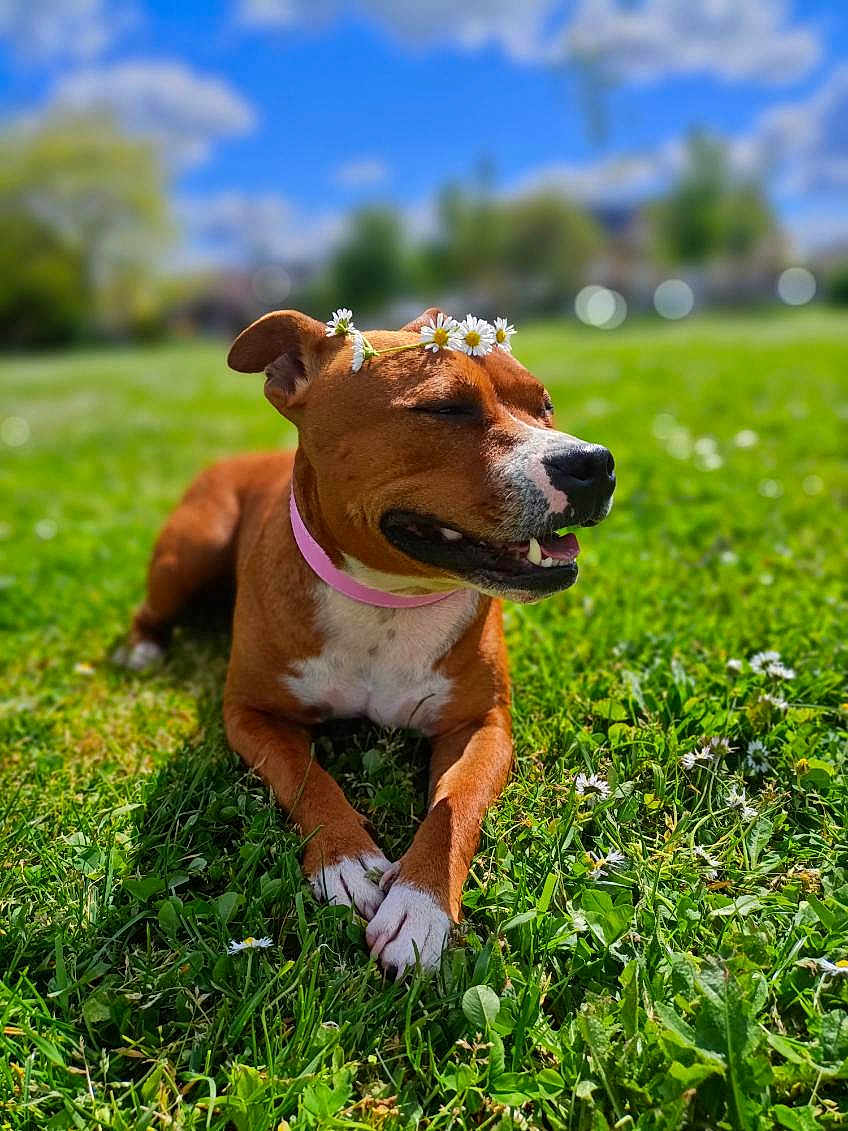 Saya participe au concours pour gagner de l'argent avec cette photo : dog, flower_crown, grass, outdoor, sunny, blue_sky, clouds, pink_collar, happy, resting, nature, greenery, closeup, canine, paw, spring, pet, smiling, animal, daylight