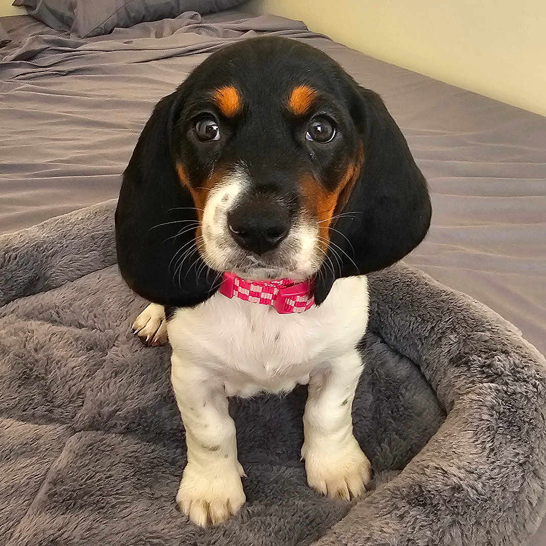 Sasha joined the competition — help win amazing prizes! animal, beagle, bed, bedroom, blanket, canine, cushion, dog, dogbed, furniture, homedecor, hound, indoors, pet, plush, puppy, quilt, room, snout, toy