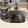 animal, bathroom, bracelets, cat, close_up, countertop, curled_up, cute, domestic_cat, faucet, fur, gray_cat, household, indoor, jewelry, pet, relaxed, resting, sink, whiskers