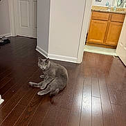 Elbows joined the competition — help win amazing prizes! animal, bathroom, cabinet, cat, cozy, curious, door, doorway, floor, flooring, furniture, gray_cat, home, indoor, lighting, looking, mirror, pet, quiet, wooden_floor
