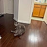 animal, bathroom, cabinet, cat, cozy, curious, door, doorway, floor, flooring, furniture, gray_cat, home, indoor, lighting, looking, mirror, pet, quiet, wooden_floor