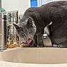 Elbows is registered to the contest to win money with this photo: bathroom, bracelet, cat, closeup, clutter, countertop, curious, domestic_animal, faucet, feline, gray_cat, household, indoor, jewelry, licking, pet, sink, towel, tumbler, water
