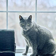 Elbows joined the competition — help win amazing prizes! cat, gray_cat, window, windowsill, indoor, pet, animal, feline, sitting, green_eyes, fur, tail, soft_light, looking, side_view, domestic_cat, quiet, calm, household, window_frame