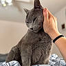 Elbows is registered to the contest to win money with this photo: animal, blurred_background, cat, ceiling_fan, close_up, comfort, cozy, cute, domestic_animal, fur, furniture, gentle_touch, gray_cat, hand, human_hand, indoor, pet, plaid_blanket, relaxation, soft_light