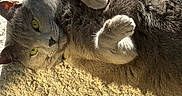 Elbows joined the competition — help win amazing prizes! cat, cozy, curious, feline, floor, fur, gray_cat, green_eyes, home, indoor, laying_down, paws, pet, quilted_fabric, relaxed, rug, shadow, sunlight, texture, wooden_floor