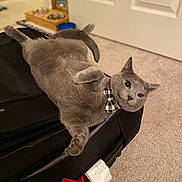 Elbows joined the competition — help win amazing prizes! cat, gray_cat, pet, feline, suitcase, luggage, bow_tie, collar, paw, belly, carpet, indoor, door, food_bowl, feeding_station, cozy, lounging, surprised_expression, travel_tag, soft_focus