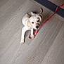 Aby participe au concours pour gagner de l'argent avec cette photo : puppy, dog, leash, floor, wooden_floor, pet, animal, indoor, cute, young_dog, looking_up, light_coat, playful, pet_leash, domestic_animal, canine, small_dog, lying_down, flooring, red_leash
