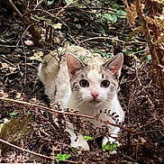 Tokyo participe au concours pour gagner de l'argent avec cette photo : alert, animal, brown, camouflage, cat, curious, ears, eyes, foliage, forest_floor, ground, leaves, mammal, nature, outdoor, pet, plant, whiskers, white, wildlife