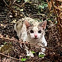 alert, animal, brown, camouflage, cat, curious, ears, eyes, foliage, forest_floor, ground, leaves, mammal, nature, outdoor, pet, plant, whiskers, white, wildlife