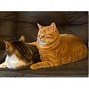 Mr And Mrs Mitten is registered to the contest to win money with this photo: animals, cat, cats, close_up, companionship, couch, feline, gallery_interface, gray_cat, home, indoor, leather_couch, orange_tabby, pet, phone_screenshot, relaxing, sitting, sleeping, tabby_cat, white_cat