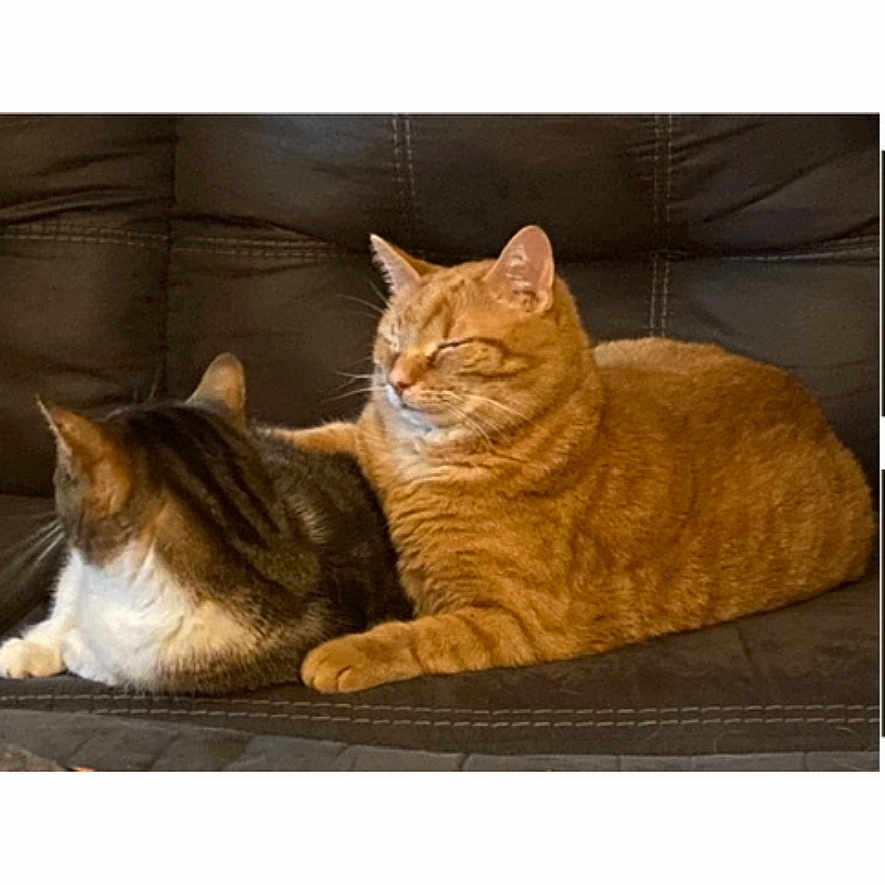 Mr And Mrs Mitten is registered to the contest to win money with this photo: animals, cat, cats, close_up, companionship, couch, feline, gallery_interface, gray_cat, home, indoor, leather_couch, orange_tabby, pet, phone_screenshot, relaxing, sitting, sleeping, tabby_cat, white_cat