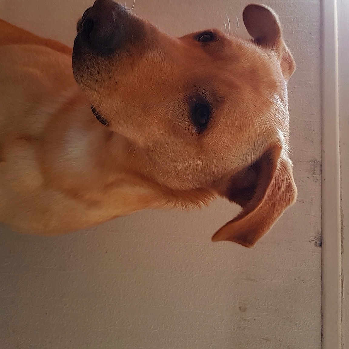 Pancho