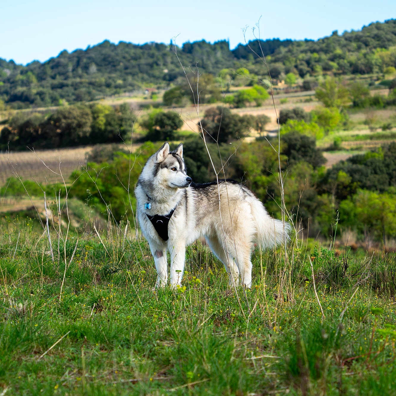 Svenn a rejoint le concours — aidez-le/la à gagner de superbes lots ! animal, canine, countryside, dog, field, grass, grassland, green, grove, husky, land, nature, outdoors, pet, plant, tree, vegetation, wilderness, wolf, woodland