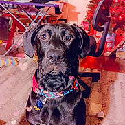 Star joined the competition — help win amazing prizes! dog, black_dog, collar, pet, indoor, carpet, christmas_tree, holiday_decor, chair, furniture, floor, living_room, lights, heart_overlay, cute, animal, portrait, home, decorations, warm_lighting