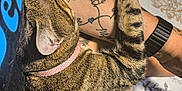 Mowmow is registered to the contest to win money with this photo: tabby_cat, cat, tattoo, arm, watch, pink_collar, striped_fur, pet, snuggling, cozy, relaxed, indoor, fabric, eiffel_tower, paris, human, closeup, animal, sleeping, resting