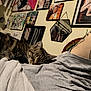 Mowmow is registered to the contest to win money with this photo: cat, tabby, sleeping, blanket, gray, wall, art, portrait, decoration, indoor, cozy, fur, relaxed, napping, home, room, person, tattoo, clothing, mirror