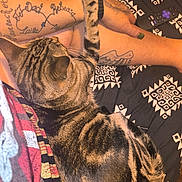Mowmow is registered to the contest to win money with this photo: cat, tabby_cat, tattoo, human_arm, paw, blanket, remote_control, patterned_fabric, striped_fur, resting, indoor, close_up, pet, animal, relaxation, comfort, person, skin, nail_polish, casual