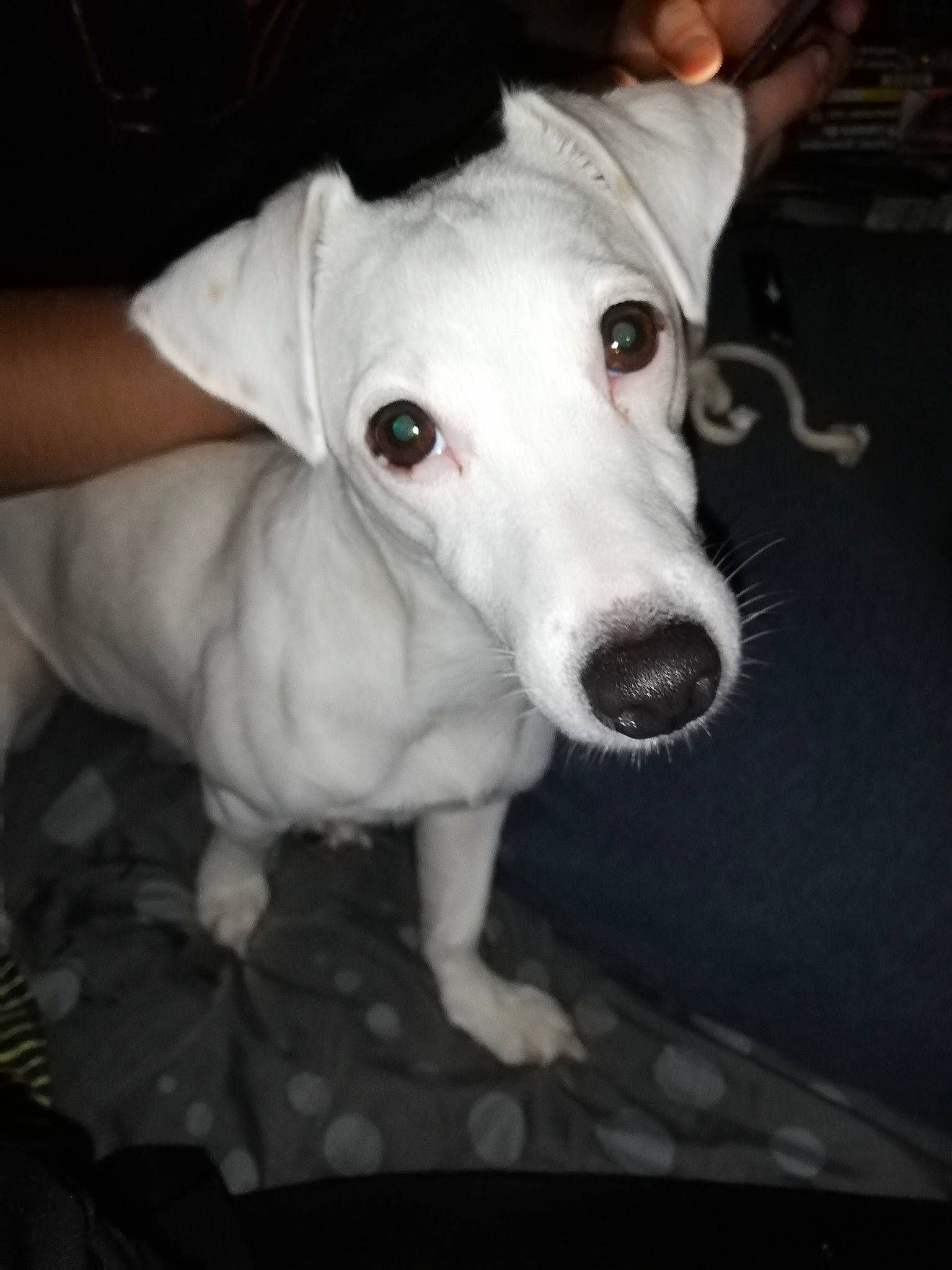 Kaky a rejoint le concours — aidez-le/la à gagner de superbes lots ! bull_and_terrier, bull_terrier, bull_terrier_miniature, canidae, carnivore, companion_dog, dog, dog_breed, ear, english_white_terrier, italian_greyhound, mammal, non_sporting_group, rare_breed_dog, snout, vertebrate, whippet