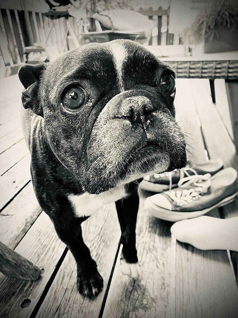 Levis participe au concours pour gagner de l'argent avec cette photo : black_and_white, bulldog, canidae, carnivore, companion_dog, dog, dog_breed, fawn, flooring, monochrome, monochrome_photography, snout, sporting_group, stock_photography, style, whiskers, window, wood, working_animal, wrinkle