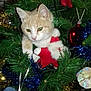 Simba participe au concours pour gagner de l'argent avec cette photo : cat, cat_like_mammal, christmas, christmas_decoration, christmas_ornament, christmas_tree, fir, holiday, kitten, small_to_medium_sized_cats, tree, whiskers