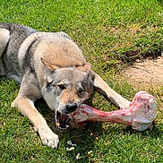 Cheyenne a rejoint le concours — aidez-le/la à gagner de superbes lots ! dog, bone, grass, outdoor, animal, canine, nature, raw_bone, lying_down, pet, sunlight, greenery, chewing, wild_look, daytime, fur, muzzle, ears, paws, playful