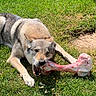 dog, bone, grass, outdoor, animal, canine, nature, raw_bone, lying_down, pet, sunlight, greenery, chewing, wild_look, daytime, fur, muzzle, ears, paws, playful