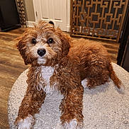 Lilo Rowe is registered to the contest to win money with this photo: puppy, dog, curly_hair, brown_and_white, cushion, indoor, wooden_floor, door, pet_door, decorative_cabinet, soft_texture, lying_down, cute, pet, animal, fur, nose, eyes, cozy, home