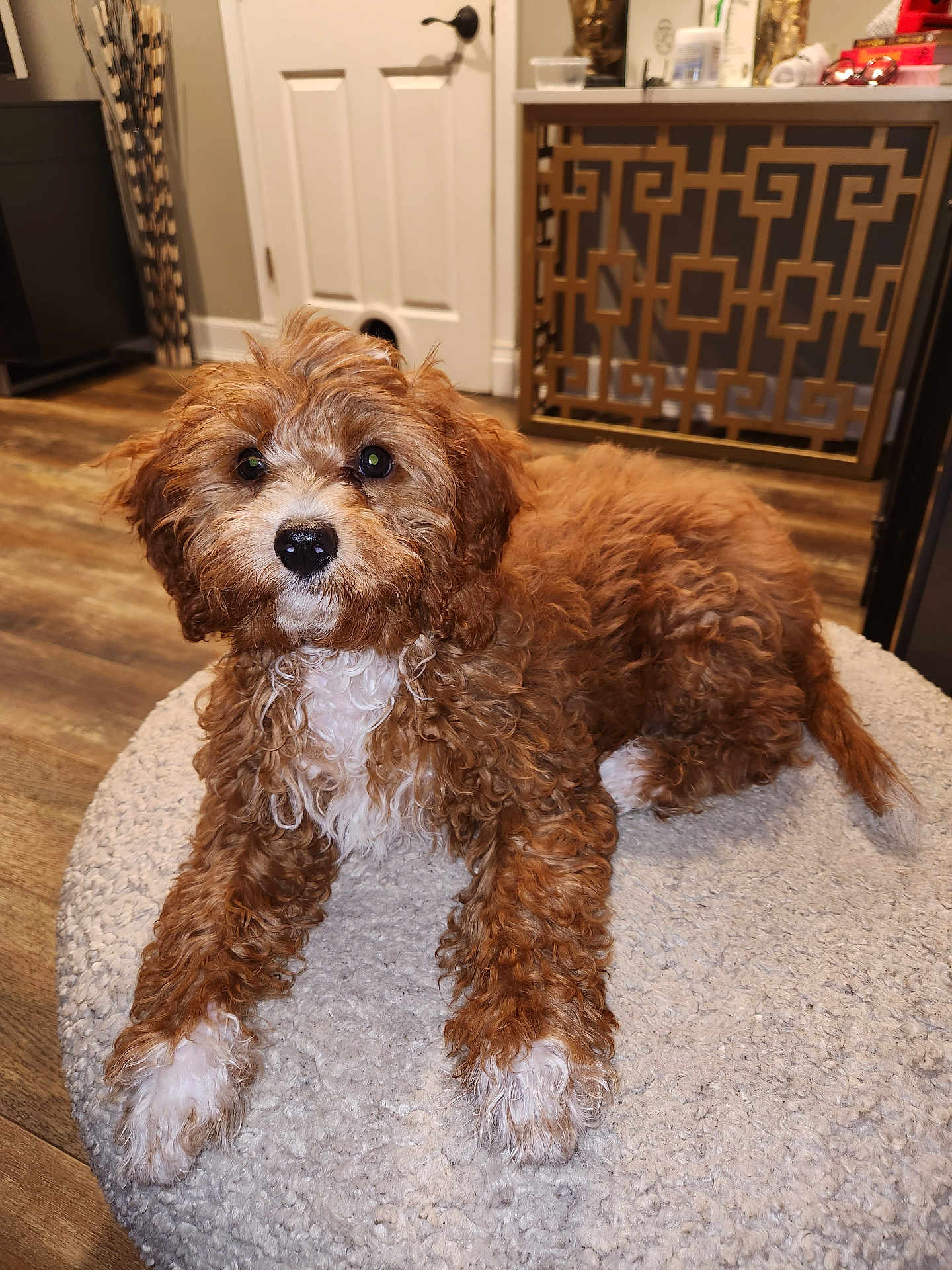 Lilo Rowe is registered to the contest to win money with this photo: puppy, dog, curly_hair, brown_and_white, cushion, indoor, wooden_floor, door, pet_door, decorative_cabinet, soft_texture, lying_down, cute, pet, animal, fur, nose, eyes, cozy, home