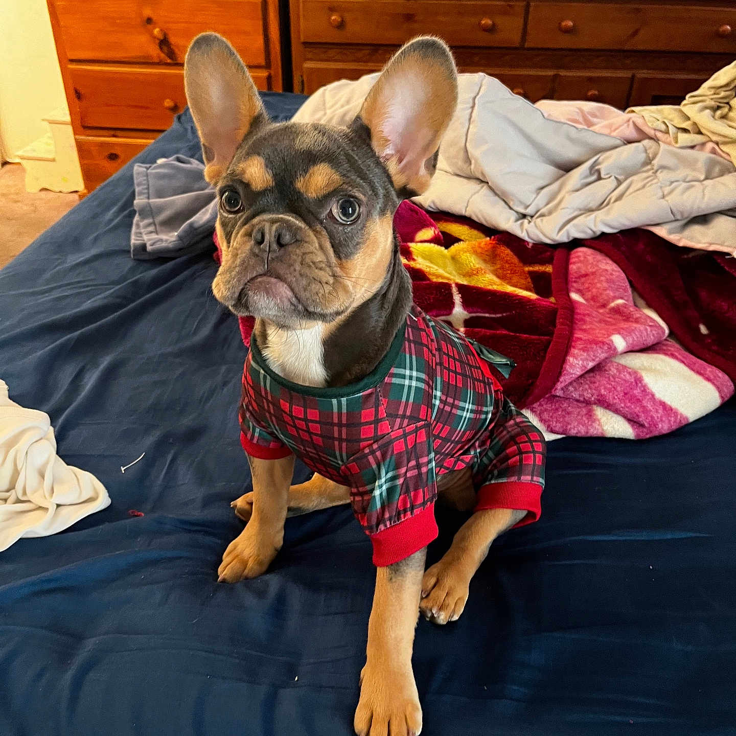 Lola is registered to the contest to win money with this photo: animal, bed, bedroom, blanket, bulldog, canine, computerhardware, dog, electronics, frenchbulldog, furniture, hardware, indoors, interiordesign, monitor, pet, puppy, quilt, room, screen