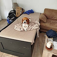 Pato a rejoint le concours — aidez-le/la à gagner de superbes lots ! beagle, dog, bed, blanket, brown_couch, lamp, wooden_floor, wooden_table, folded_clothes, cardboard_box, living_room, indoor, pet, furniture, floor, casual, relaxed, animal, home, cozy
