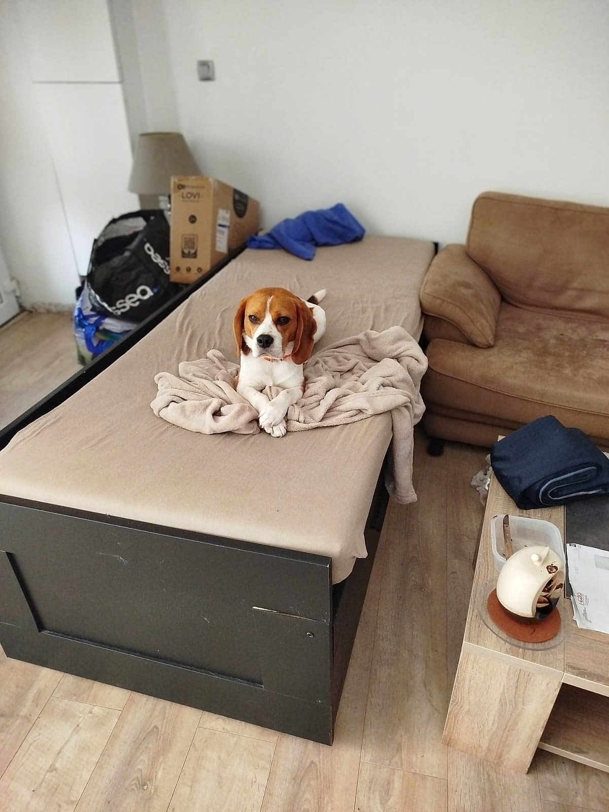 Pato a rejoint le concours — aidez-le/la à gagner de superbes lots ! beagle, dog, bed, blanket, brown_couch, lamp, wooden_floor, wooden_table, folded_clothes, cardboard_box, living_room, indoor, pet, furniture, floor, casual, relaxed, animal, home, cozy