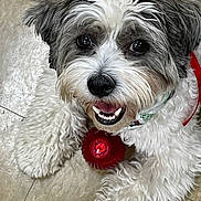 Teddybear joined the competition — help win amazing prizes! animal, canine, closeup, collar, cute, dog, domestic_animal, floor, fluffy, friendly, fur, gray, happy, indoor, pet, playful, red, smiling, toy, white