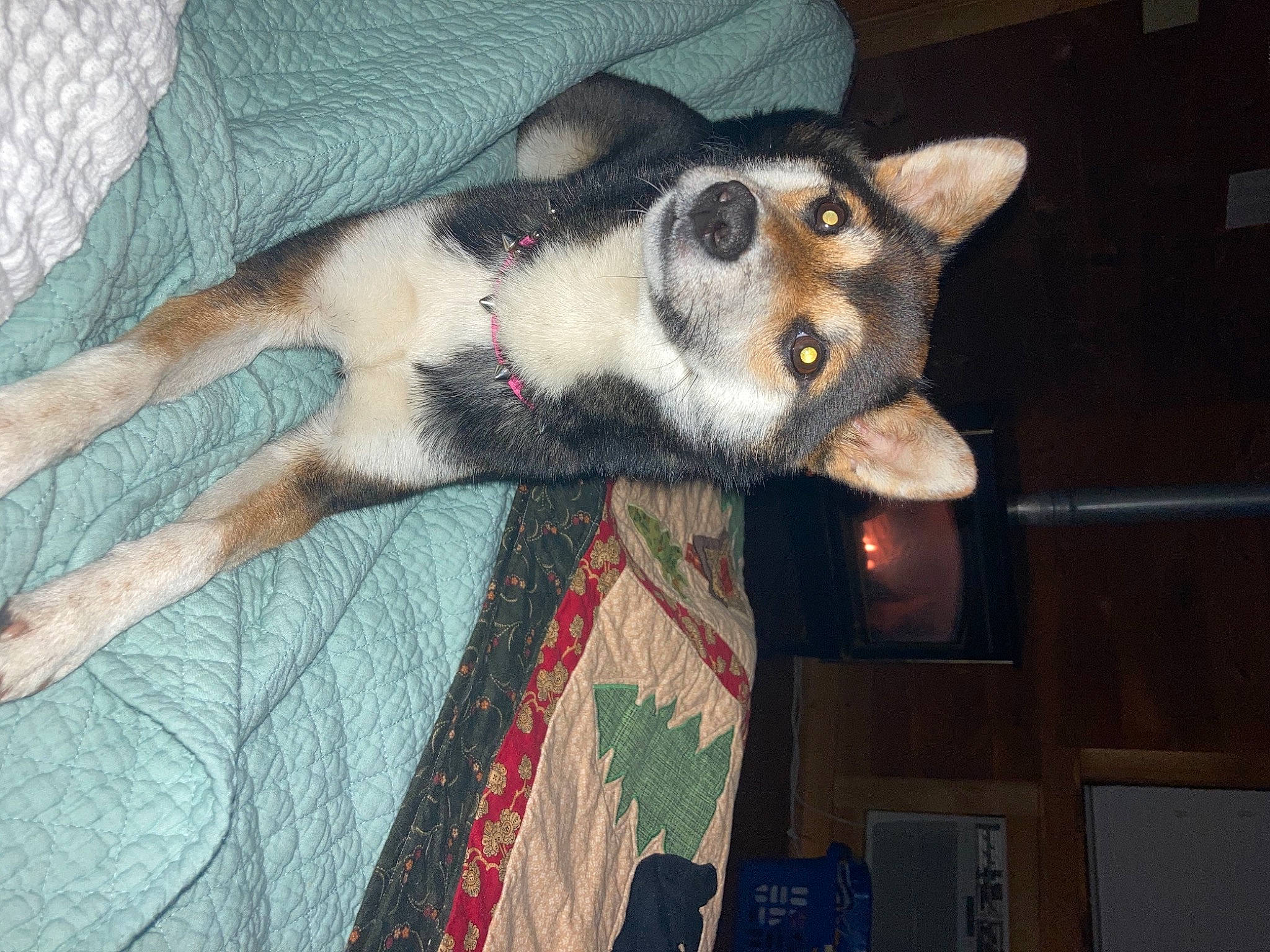 Raven joined the competition — help win amazing prizes! canidae, carnivore, comfort, companion_dog, couch, dog, dog_breed, fawn, flooring, foot, fur, grey, non_sporting_group, pattern, snout, sporting_group, tail, terrestrial_animal, whiskers, wood